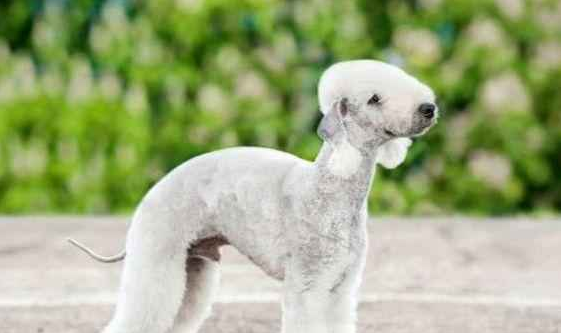 10 strange dog breeds, the last one you’ve never seen before.